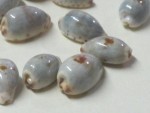 Cypraea gracilis